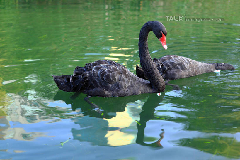 游泳,无人,横图,俯视,室外,白天,河流,美景,水,鸟,野生动物,天鹅,阴影,波纹,光线,鸟类,影子,河水,景观,水流,涟漪,注视,红色,黑色,倒影,水纹,阳光,自然,动物,波浪,低头,观察,看,两只,景色,可爱,观看,察看,倒映,关注,自然风光,水晕,泅水,垂头,黑天鹅,反照,拍浮,鹄,彩图,高角度拍摄,全身,shwf1