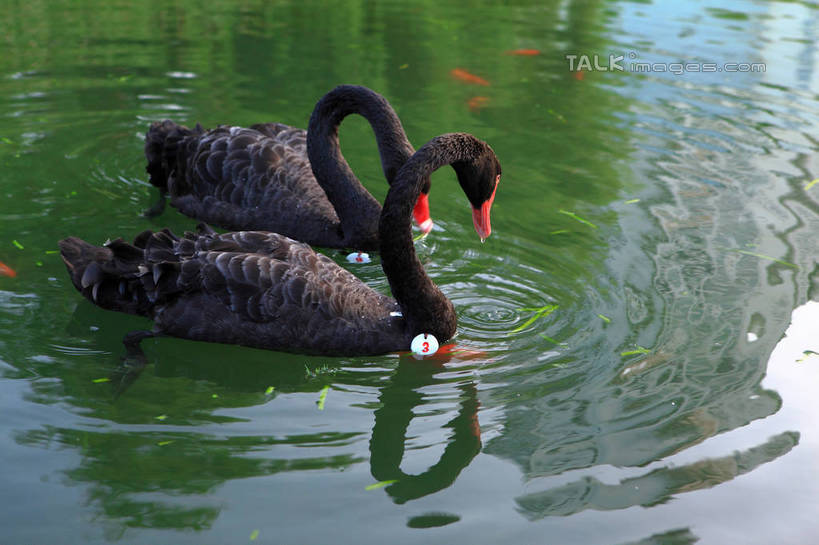 游泳,无人,横图,俯视,室外,白天,河流,美景,水,鸟,野生动物,天鹅,阴影,波纹,光线,鸟类,影子,河水,景观,水流,涟漪,注视,红色,黑色,倒影,水纹,阳光,自然,动物,波浪,低头,观察,看,两只,景色,可爱,观看,察看,倒映,关注,自然风光,水晕,泅水,垂头,黑天鹅,反照,拍浮,鹄,彩图,高角度拍摄,全身,shwf1