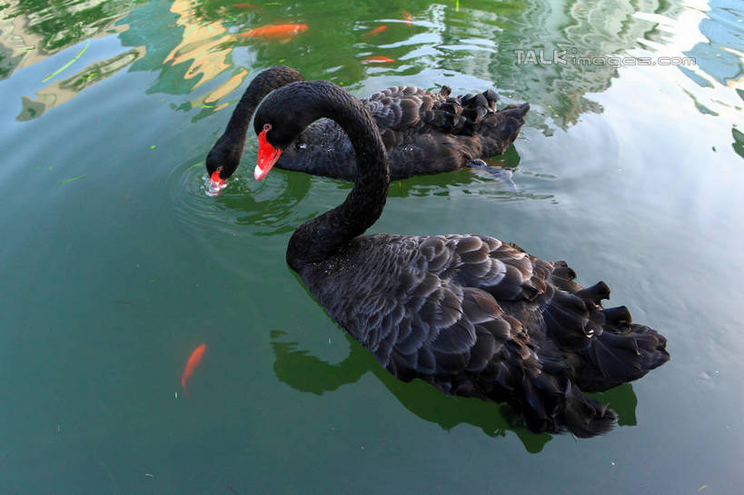 游泳,无人,横图,俯视,室外,白天,河流,美景,水,鸟,野生动物,天鹅,阴影,波纹,光线,鸟类,影子,河水,景观,水流,涟漪,注视,红色,黑色,倒影,水纹,阳光,自然,动物,波浪,低头,观察,看,两只,景色,可爱,观看,察看,倒映,关注,自然风光,水晕,泅水,垂头,黑天鹅,反照,拍浮,鹄,彩图,高角度拍摄,全身,shwf1