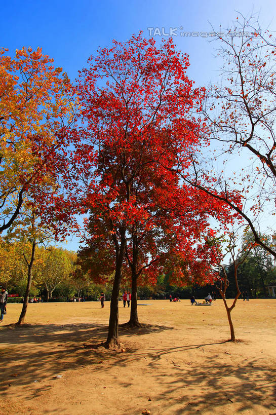 无人,竖图,室外,白天,仰视,旅游,度假,美景,秋季,树林,植物,上海,中国,亚洲,阴影,枯萎,光线,影子,景观,枯草,娱乐,草,树,树木,黄色,蓝色,绿色,蓝天,天空,阳光,自然,天,享受,休闲,景色,放松,生长,晴朗,成长,申,自然风光,黄浦区,东亚,上海市,万里无云,中华人民共和国,沪,华东地区,晴空,晴空万里,秋,秋天,彩图,低角度拍摄,雁荡路,复兴公园,shwf1