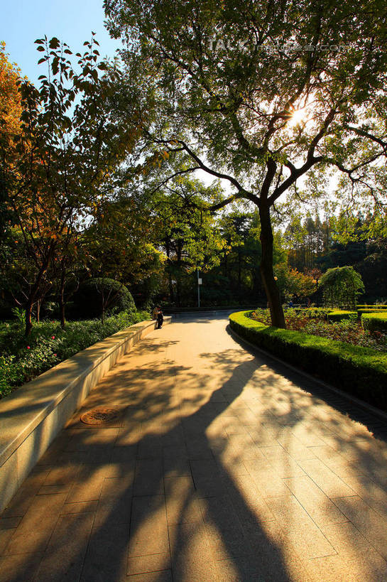 无人,竖图,室外,白天,正面,旅游,度假,美景,植物,道路,路,上海,中国,亚洲,阴影,环保,光线,影子,景观,小路,防护,交通,娱乐,树,树木,蓝色,绿色,蓝天,天空,阳光,自然,天,享受,休闲,景色,放松,生长,晴朗,成长,申,美好,美妙,自然风光,间隔,黄浦区,东亚,上海市,万里无云,中华人民共和国,沪,华东地区,美观,雅观,绿篱,生篱,树篱,植篱,晴空,晴空万里,彩图,雁荡路,复兴公园,shwf1