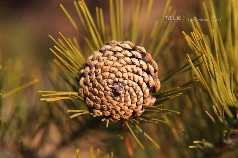 无人,横图,室外,特写,白天,正面,美景,阴影,朦胧,模糊,光线,影子,景观,坚果,果实,松果,松针,一个,阳光,自然,干果,景色,单个,松塔,自然风光,彩图,shwf1