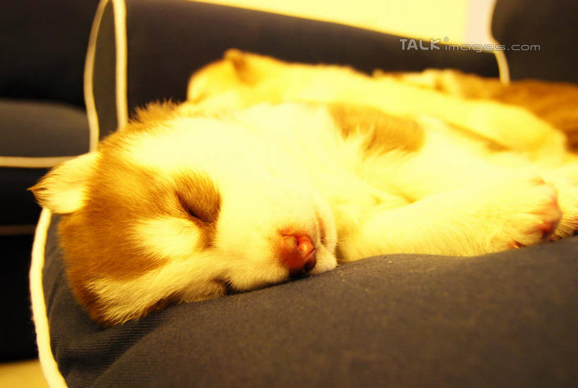 无人,客厅,闭眼,睡,横图,室内,特写,白天,侧面,沙发,宠物,狗,阴影,朦胧,模糊,反射,影子,一只,黄色,动物,趴着,可爱,哈士奇,哈士奇犬,起居室,西伯利亚雪橇犬,雪橇犬,布艺沙发,忠诚,哈士奇狗,西伯利亚哈士奇,客堂,犬,闭眼睛,闭着眼,闭着眼睛,困,困觉,趴,寝息,睡觉,半身,彩图,shxw1