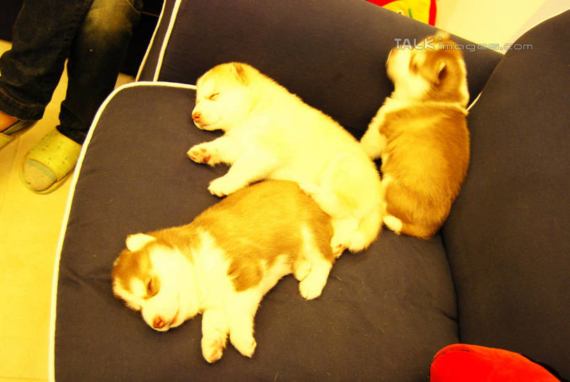 无人,客厅,闭眼,睡,横图,俯视,室内,白天,沙发,宠物,狗,三只,阴影,反射,影子,黄色,动物,趴着,可爱,哈士奇,哈士奇犬,起居室,西伯利亚雪橇犬,雪橇犬,布艺沙发,忠诚,哈士奇狗,西伯利亚哈士奇,客堂,犬,闭眼睛,闭着眼,闭着眼睛,困,困觉,趴,寝息,睡觉,彩图,高角度拍摄,全身,shxw1