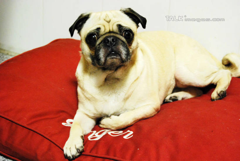 无人,横图,室内,白天,正面,靠垫,宠物,狗,阴影,反射,斗牛犬,影子,靠枕,注视,一只,红色,动物,垫子,枕头,观察,看,趴着,可爱,观看,察看,关注,牛头犬,忠诚,英国斗牛犬,斗牛狗,老虎狗,英国老虎犬,犬,趴,彩图,全身,shxw1