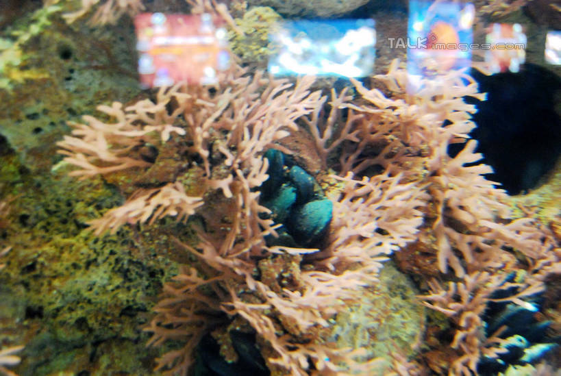 游泳,无人,横图,室内,白天,正面,海底,水下,一群,许多,表演,鱼,珊瑚,水底,很多,珊瑚礁,鱼类,海洋生物,无脊椎动物,水族馆,展示,海底世界,展览,腔肠动物,饲养,水生动物,水生物,海底动物,收集,海底礁,泅水,珊瑚虫,拍浮,极地海洋世界,海床,礁,岩石,半身,彩图,shxw1