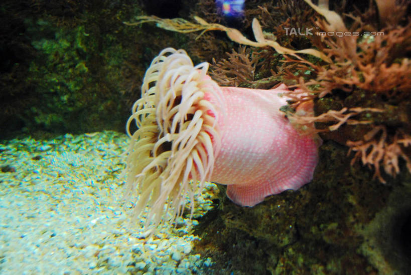 游泳,无人,横图,室内,白天,正面,海底,水下,一群,许多,表演,鱼,珊瑚,水底,很多,珊瑚礁,鱼类,海洋生物,无脊椎动物,水族馆,展示,海底世界,展览,腔肠动物,饲养,水生动物,水生物,海底动物,收集,海底礁,泅水,珊瑚虫,拍浮,极地海洋世界,海床,礁,岩石,半身,彩图,shxw1