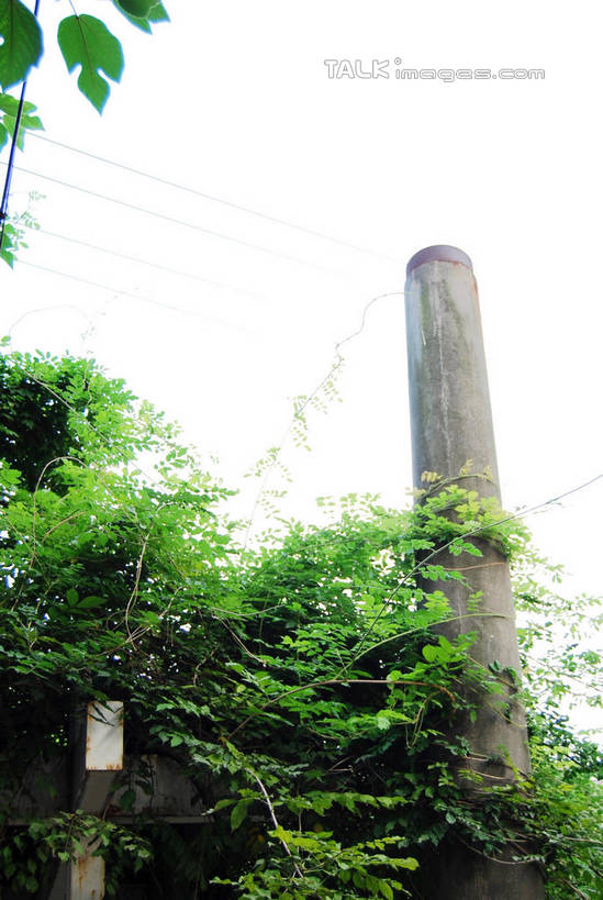 无人,竖图,室外,白天,仰视,烟囱,植物,叶子,绿叶,树,树木,绿色,天空,自然,天,嫩叶,生长,成长,叶,叶片,彩图,低角度拍摄,shxw1