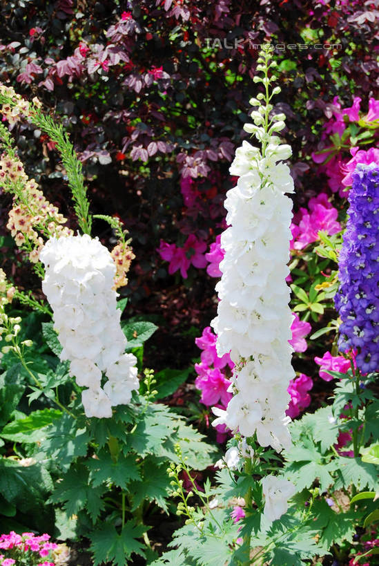 无人,竖图,室外,特写,白天,正面,花海,花圃,美景,植物,叶子,阴影,朦胧,模糊,盛开,光线,影子,景观,羽扇豆,鲁冰花,花蕾,花,花瓣,花朵,花卉,鲜花,粉色,绿色,紫色,白色,阳光,自然,花丛,花束,花田,花苞,花蕊,景色,母爱,自然风光,奉献,无私,苦涩,彩图,shxw1