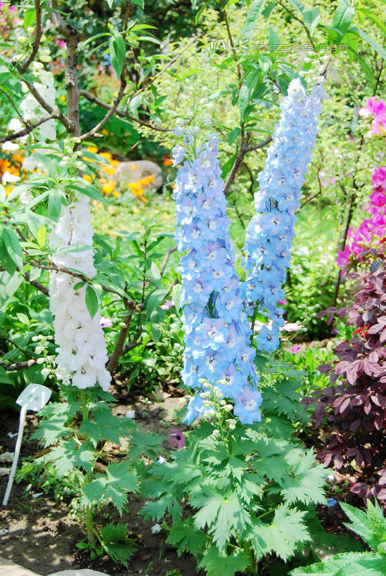 无人,竖图,室外,特写,白天,正面,花海,花圃,美景,植物,叶子,阴影,朦胧,模糊,盛开,光线,影子,景观,羽扇豆,鲁冰花,花蕾,花,花瓣,花朵,花卉,鲜花,粉色,蓝色,绿色,白色,阳光,自然,花丛,花束,花田,花苞,花蕊,景色,母爱,自然风光,奉献,无私,苦涩,彩图,shxw1