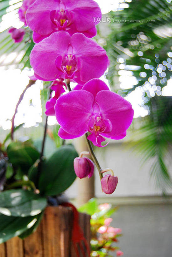 无人,竖图,室外,特写,白天,正面,美景,蝴蝶兰,叶子,朦胧,模糊,盛开,景观,绿叶,花蕾,花,花瓣,花朵,鲜花,紫色,自然,花苞,花蕊,嫩叶,景色,自然风光,蝶兰,兰中皇后,兰花,叶,叶片,彩图,兰花之后,台湾蝴蝶兰,shxw1