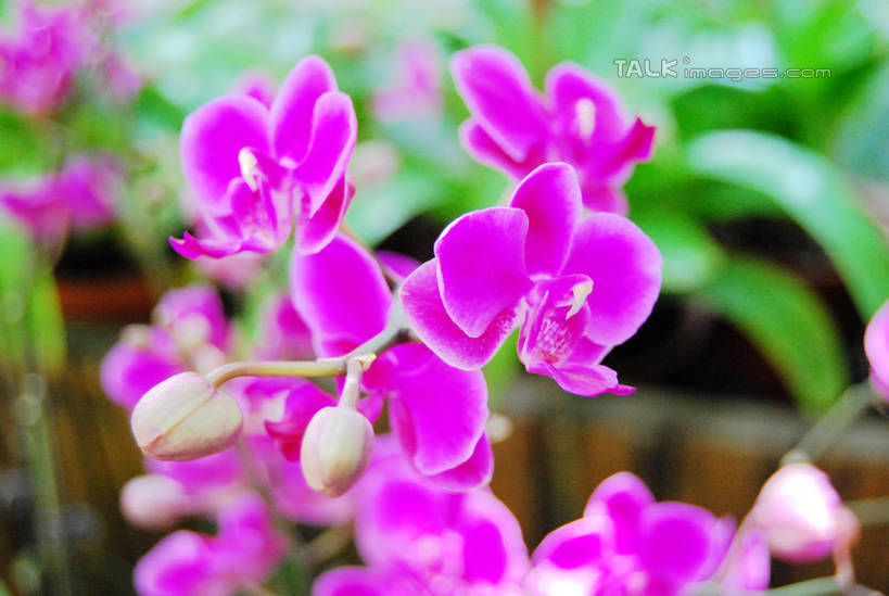 无人,横图,室外,特写,白天,正面,美景,蝴蝶兰,叶子,朦胧,模糊,盛开,景观,绿叶,花蕾,花,花瓣,花朵,鲜花,紫色,自然,花苞,花蕊,嫩叶,景色,自然风光,蝶兰,兰中皇后,兰花,叶,叶片,彩图,兰花之后,台湾蝴蝶兰,shxw1