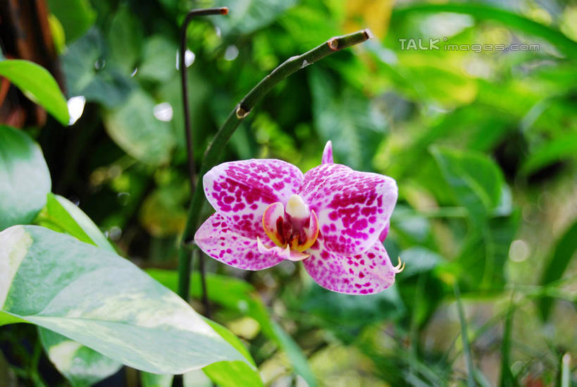 无人,横图,室外,特写,白天,正面,美景,蝴蝶兰,叶子,阴影,朦胧,模糊,盛开,光线,影子,景观,绿叶,花蕾,花,花瓣,花朵,鲜花,紫色,阳光,自然,花苞,花蕊,嫩叶,景色,自然风光,蝶兰,兰中皇后,兰花,叶,叶片,彩图,兰花之后,台湾蝴蝶兰,shxw1