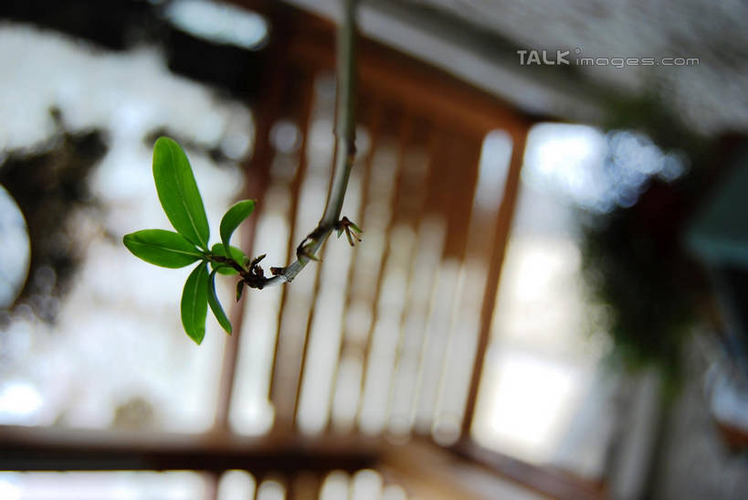 无人,横图,室内,特写,白天,正面,叶子,生气,朦胧,模糊,绿叶,幼苗,嫩芽,嫩叶,活力,朝气,生机,希望,新苗,叶,叶片,彩图,shxw1