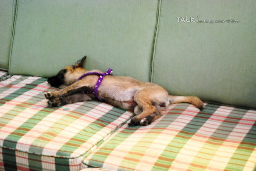 无人,客厅,躺,闭眼,睡,横图,室内,白天,正面,沙发,宠物,狗,狗绳,一只,动物,绳子,可爱,绳索,起居室,布艺沙发,狗链,牵引绳,忠诚,客堂,卧着,项圈,犬,闭眼睛,闭着眼,闭着眼睛,困,困觉,寝息,睡觉,躺着,卧,彩图,全身,狗链子,狗项圈,shxw1