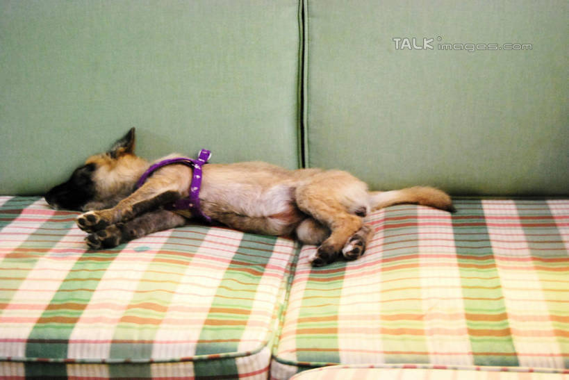 无人,客厅,躺,闭眼,睡,横图,室内,白天,正面,沙发,宠物,狗,狗绳,一只,动物,绳子,可爱,绳索,起居室,布艺沙发,狗链,牵引绳,忠诚,客堂,卧着,项圈,犬,闭眼睛,闭着眼,闭着眼睛,困,困觉,寝息,睡觉,躺着,卧,彩图,全身,狗链子,狗项圈,shxw1