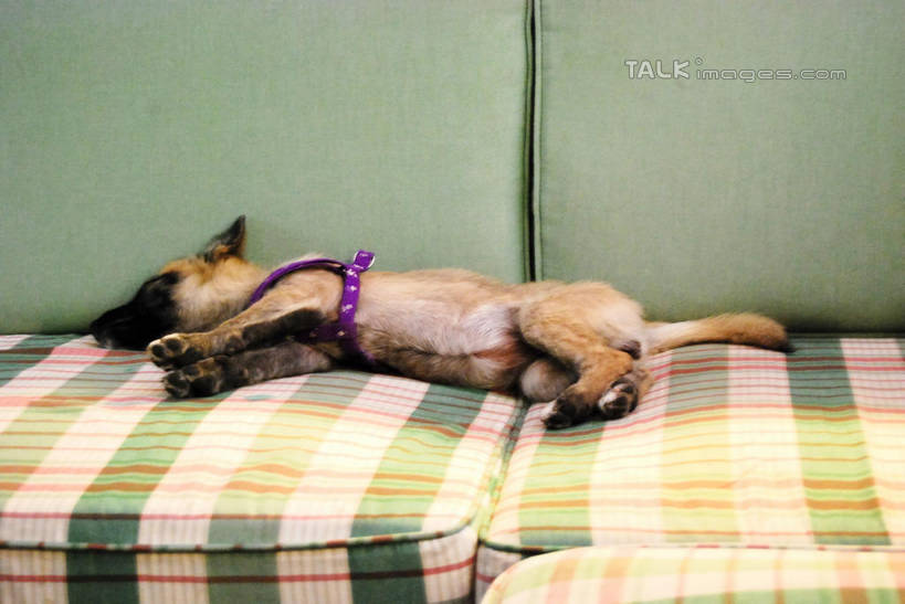 无人,客厅,躺,闭眼,睡,横图,室内,白天,正面,沙发,宠物,狗,狗绳,一只,动物,绳子,可爱,绳索,起居室,布艺沙发,狗链,牵引绳,忠诚,客堂,卧着,项圈,犬,闭眼睛,闭着眼,闭着眼睛,困,困觉,寝息,睡觉,躺着,卧,彩图,全身,狗链子,狗项圈,shxw1