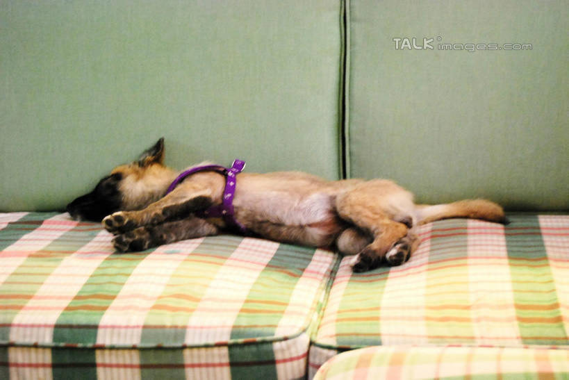 无人,客厅,躺,闭眼,睡,横图,室内,白天,正面,沙发,宠物,狗,狗绳,一只,动物,绳子,可爱,绳索,起居室,布艺沙发,狗链,牵引绳,忠诚,客堂,卧着,项圈,犬,闭眼睛,闭着眼,闭着眼睛,困,困觉,寝息,睡觉,躺着,卧,彩图,全身,狗链子,狗项圈,shxw1