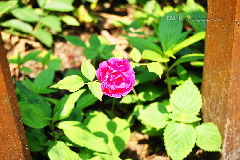 无人,栏杆,横图,俯视,室外,特写,白天,幸福,美景,月季花,叶子,阴影,朦胧,模糊,盛开,光线,影子,栅栏,景观,篱笆,围栏,绿叶,花蕾,护栏,花,花瓣,花朵,鲜花,一朵,粉色,阳光,自然,花苞,花蕊,嫩叶,景色,希望,自然风光,美艳,光荣,叶,叶片,月月红,月季,长春花,彩图,高角度拍摄,shxw1