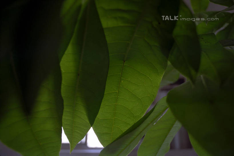 无人,横图,室外,特写,白天,正面,植物,叶子,阴影,光线,纹理,影子,绿叶,绿色,阳光,嫩叶,肌理,叶,叶片,叶脉,彩图,shylt1