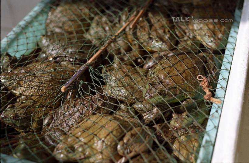 无人,菜场,横图,俯视,室内,特写,白天,购物,消费,野生动物,许多,集市,市场,很多,注视,牛蛙,动物,观察,看,趴着,可爱,金融,活泼,渔网,观看,渔具,察看,关注,抓捕,捕捞,鱼网,选购,贸易,拉网,捕捞工具,菜市,趴,半身,彩图,高角度拍摄,菜市场,shylt1