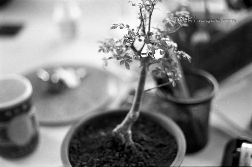 无人,横图,俯视,黑白,室内,特写,白天,植物,杯子,笔筒,阴影,朦胧,模糊,反射,笔,盆栽,影子,陶瓷,办公用品,盆景,陶瓷制品,水笔,文具,绿色,自然,马克杯,容器,水杯,学习用品,器皿,生长,成长,储藏,文具用品,储存,插笔器具,文房用具,高角度拍摄,贮存,shylt1