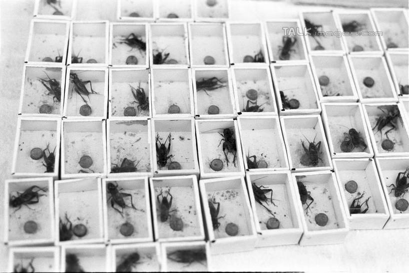 无人,横图,俯视,黑白,室外,白天,购物,消费,上海,中国,亚洲,一排,许多,整齐,并列,并排,昆虫,塑料,集市,市场,很多,注视,盒子,花鸟市场,排列,动物,容器,塑料制品,观察,看,趴着,金融,观看,储藏,申,察看,储存,队列,关注,平行,选购,贸易,东亚,上海市,中华人民共和国,沪,华东地区,害虫,纺织娘,莎鸡,筒管娘,蝈蝈,螽斯,趴,半身,高角度拍摄,贮存,shylt1