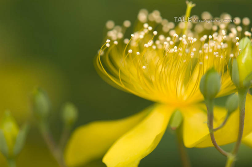 无人,横图,室外,特写,白天,正面,微距,美景,阴影,朦胧,模糊,盛开,光线,影子,景观,花蕾,花,花瓣,花朵,金丝桃,鲜花,黄色,阳光,自然,花苞,花蕊,景色,自然风光,弟切草,土连翘,复仇,彩图,微距摄影,shylt1