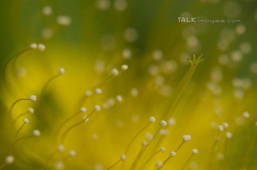 无人,横图,室外,特写,白天,正面,微距,美景,阴影,朦胧,模糊,盛开,光线,影子,景观,花蕾,花,花瓣,花朵,金丝桃,鲜花,黄色,阳光,自然,花苞,花蕊,景色,自然风光,弟切草,土连翘,复仇,彩图,微距摄影,shylt1