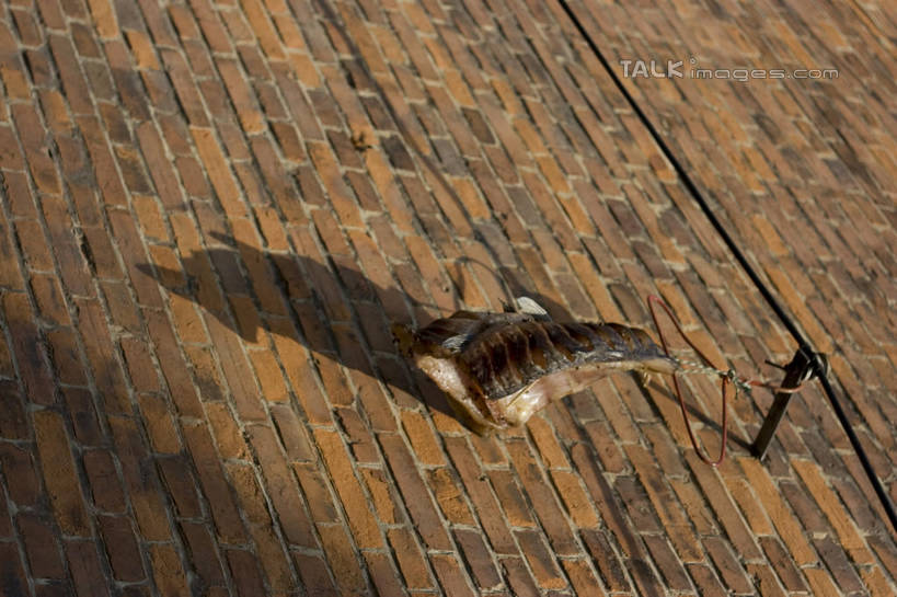 无人,横图,俯视,室外,特写,白天,上海,中国,亚洲,吊挂,悬挂,阴影,光线,影子,肉,挂,咸肉,肉类,石库门,腌制,阳光,新天地,申,腌肉,肉食,卢湾区,东亚,上海市,中华人民共和国,沪,华东地区,上海新天地,消食,盐肉,渍肉,彩图,高角度拍摄,开胃,shylt1