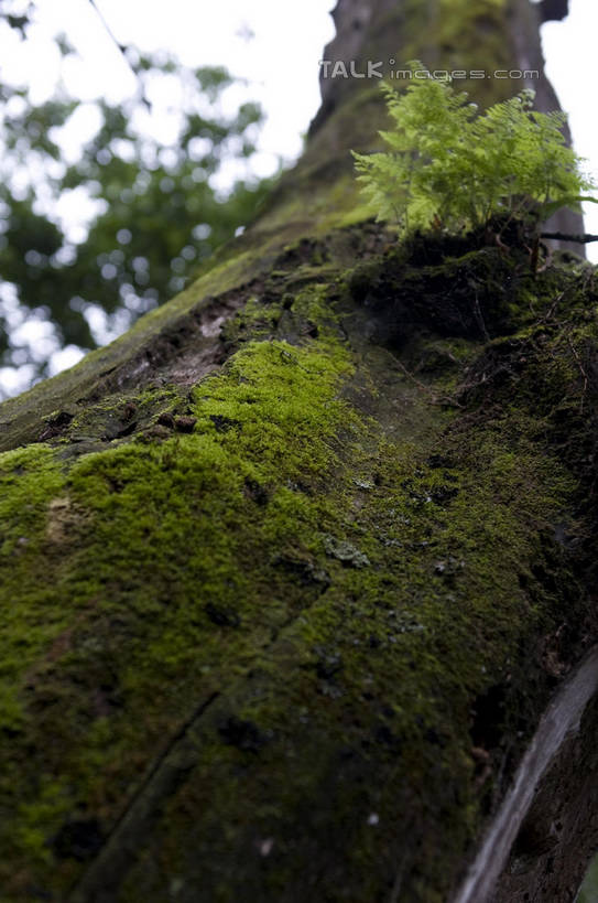 无人,公园,竖图,室外,特写,白天,仰视,美景,植物,丽江,中国,亚洲,阴影,朦胧,模糊,光线,影子,景观,青苔,树桩,苔藓,枝条,云南,树,树干,树木,树枝,蓝色,绿色,蓝天,天空,阳光,自然,天,木桩,景色,生长,晴朗,成长,自然风光,东亚,云南省,黑龙潭公园,丽江古城,万里无云,中华人民共和国,西南地区,滇,丽江市,虬枝,枝杈,玉泉公园,晴空,晴空万里,彩图,低角度拍摄,大研古城,丽江古镇,丽江黑龙潭,shylt1