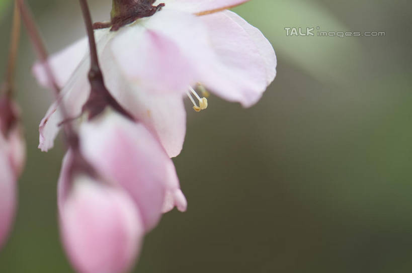 无人,横图,室外,特写,白天,正面,爱情,美景,桃花,四朵,阴影,朦胧,模糊,盛开,光线,影子,景观,枝条,花蕾,花,花瓣,花朵,鲜花,树枝,粉色,阳光,自然,花苞,花蕊,景色,俘虏,自然风光,虬枝,枝杈,彩图,shylt1