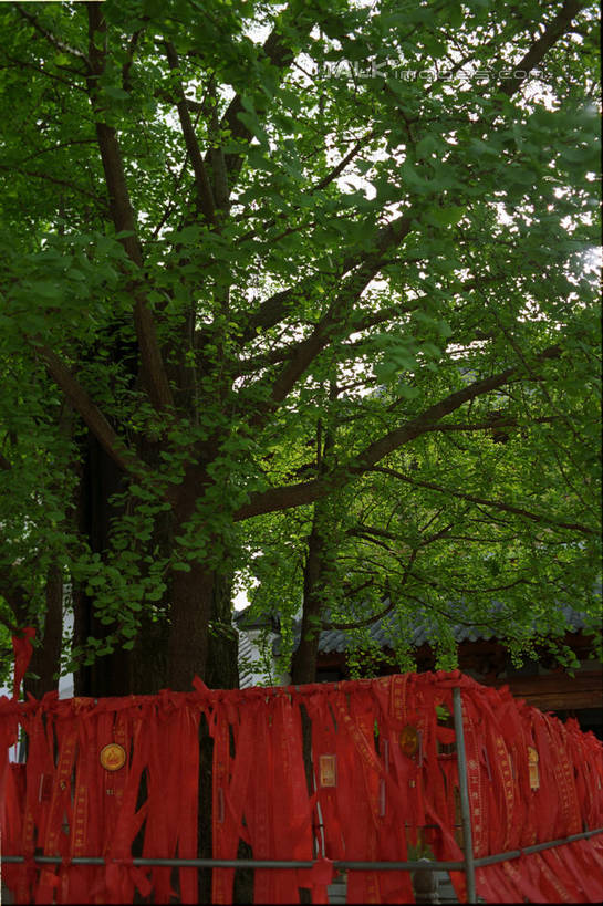 无人,栏杆,竖图,室外,白天,正面,美景,树林,植物,上海,中国,亚洲,阴影,节日,光线,丝绸,丝带,影子,墙,景观,围栏,枝条,缎带,文化,护栏,墙壁,墙面,绸带,树,树木,树枝,真如寺,红色,绿色,阳光,自然,祈祷,健康,景色,许愿,宗教,信仰,生长,成长,纪念,祈求,申,自然风光,东亚,普陀区,上海市,中华人民共和国,沪,华东地区,虬枝,枝杈,平安,彩图,真如镇,shylt1