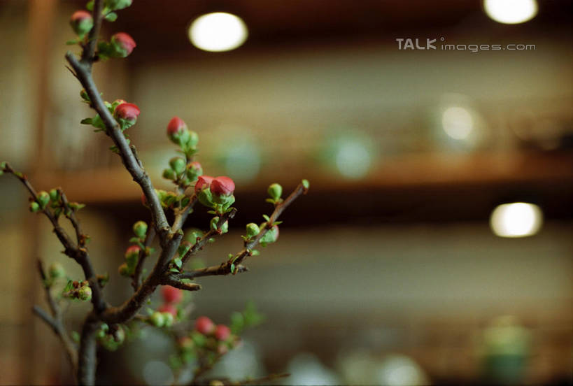 无人,横图,室内,特写,白天,仰视,植物,阴影,朦胧,模糊,盛开,反射,光线,影子,灯光,梅花,枝条,花蕾,茶楼,花,花瓣,花朵,鲜花,树,树木,树枝,绿色,自然,茶馆,花苞,花蕊,生长,成长,茶室,高雅,坚强,茶房,茶肆,虬枝,枝杈,春梅,梅,彩图,低角度拍摄,shylt1