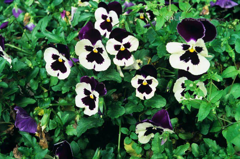 无人,横图,室外,特写,白天,正面,花海,花圃,美景,植物,叶子,上海,中国,亚洲,阴影,盛开,光线,影子,景观,三色堇,花蕾,花,花瓣,花朵,花卉,鲜花,绿色,阳光,自然,花丛,花束,花田,蝴蝶花,花苞,花蕊,景色,申,自然风光,东亚,上海市,中华人民共和国,沪,华东地区,三色堇菜,人面花,猫脸花,阳蝶花,鬼脸花,猫儿脸,彩图,shylt1