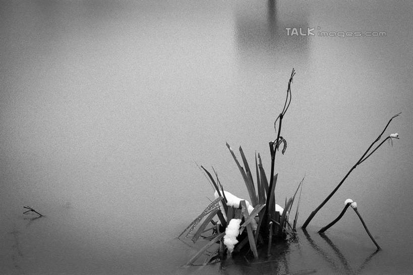 无人,横图,俯视,黑白,室外,特写,白天,旅游,度假,湖,湖泊,美景,水,雪,大雪,盛开,湖面,积雪,景观,水流,水面,水塘,雪景,冬季,冬天,枝条,花蕾,娱乐,花,花瓣,花朵,鲜花,树,树枝,倒影,自然,湖水,花苞,花蕊,享受,休闲,景色,放松,寒冷,鱼池,鱼塘,倒映,自然风光,严寒,反照,虬枝,枝杈,高角度拍摄,shylt1