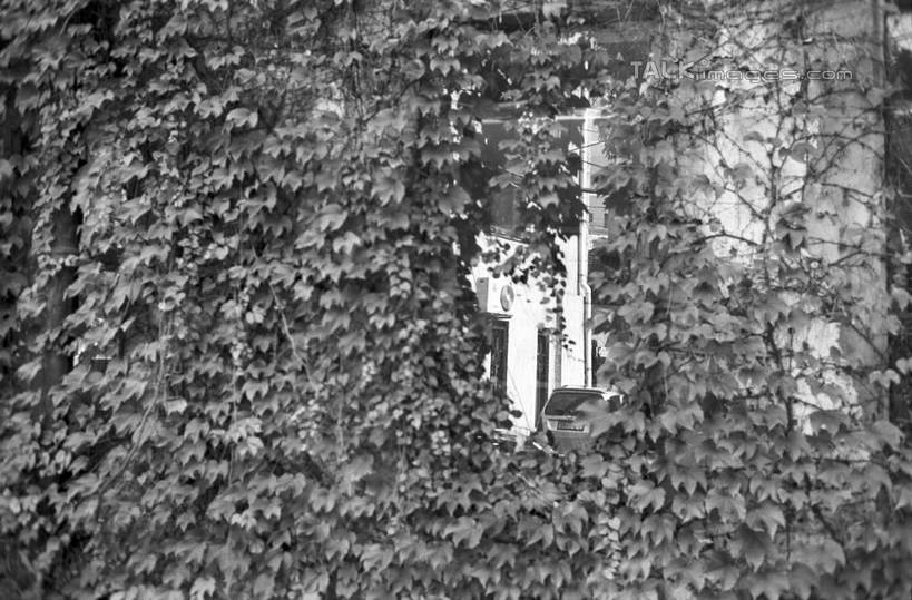 无人,横图,黑白,室外,白天,正面,植物,上海,中国,亚洲,阴影,光线,电器,影子,墙,常春藤,爬山虎,草药,中药,墙壁,墙面,空调,阳光,申,调节,舒适,家电,家用电器,药材,中草药,调整,爬墙虎,东亚,上海市,中药材,本草,地锦,趴山虎,巴山虎,中华人民共和国,沪,华东地区,空气调节器,常青藤,shylt1