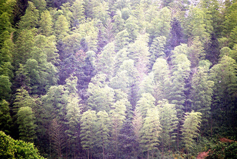 无人,横图,俯视,室外,白天,旅游,度假,石头,美景,森林,山,山脉,树林,植物,中国,亚洲,阴影,光线,石子,影子,景观,山顶,山峰,山峦,娱乐,树,树木,绿色,阳光,自然,群山,享受,休闲,景色,放松,生长,成长,自然风光,东亚,湖南,莨山,湖南省,中华人民共和国,华中地区,湘,邵阳,邵阳市,颠峰,极峰,石块,彩图,高角度拍摄,新宁县,shzwj1