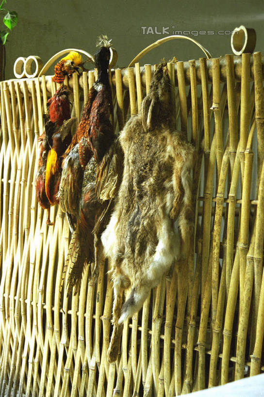 无人,栏杆,竖图,室外,特写,白天,正面,鸟,中国,亚洲,吊挂,悬挂,凤凰,鸟类,鸭,栅栏,篱笆,围栏,挂,护栏,家禽,动物,牲畜,东亚,湖南,湖南省,凤凰古城,中华人民共和国,华中地区,湘,凤凰县,彩图,shzwj1