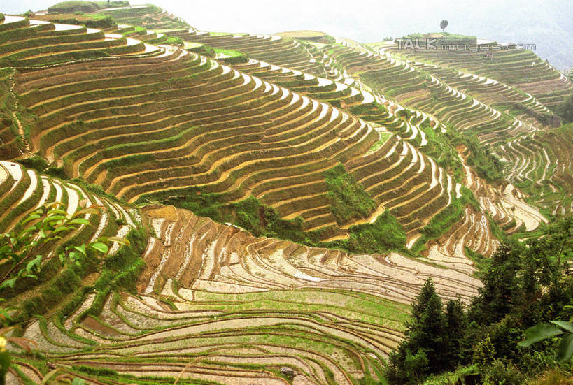 无人,农田,横图,俯视,室外,白天,旅游,度假,庄稼,梯田,农作物,石头,美景,山,山脉,植物,中国,亚洲,阴影,曲折,弯曲,光线,石子,影子,景观,山顶,山峰,山峦,娱乐,树,树木,绿色,阳光,自然,群山,享受,休闲,景色,放松,蜿蜒,生长,成长,广西,自然风光,东亚,龙胜,龙脊梯田,广西壮族自治区,中华人民共和国,桂,华南地区,颠峰,极峰,龙胜各族自治县,龙胜梯田,石块,彩图,高角度拍摄,耕地,庄稼田,shzwj1