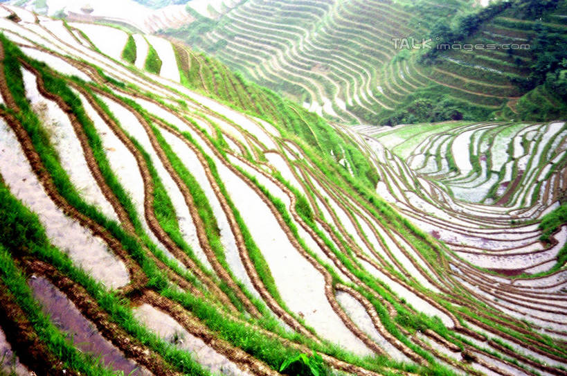 无人,农田,横图,俯视,室外,白天,旅游,度假,庄稼,梯田,农作物,石头,美景,山,山脉,植物,中国,亚洲,阴影,曲折,弯曲,光线,石子,影子,景观,山顶,山峰,山峦,娱乐,树,树木,绿色,阳光,自然,群山,享受,休闲,景色,放松,蜿蜒,生长,成长,广西,自然风光,东亚,龙胜,龙脊梯田,广西壮族自治区,中华人民共和国,桂,华南地区,颠峰,极峰,龙胜各族自治县,龙胜梯田,石块,彩图,高角度拍摄,耕地,庄稼田,shzwj1