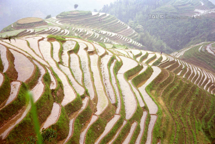 无人,农田,横图,俯视,室外,白天,旅游,度假,庄稼,梯田,农作物,石头,美景,山,山脉,植物,中国,亚洲,阴影,曲折,弯曲,光线,石子,影子,景观,山顶,山峰,山峦,娱乐,树,树木,绿色,阳光,自然,群山,享受,休闲,景色,放松,蜿蜒,生长,成长,广西,自然风光,东亚,龙胜,龙脊梯田,广西壮族自治区,中华人民共和国,桂,华南地区,颠峰,极峰,龙胜各族自治县,龙胜梯田,石块,彩图,高角度拍摄,耕地,庄稼田,shzwj1