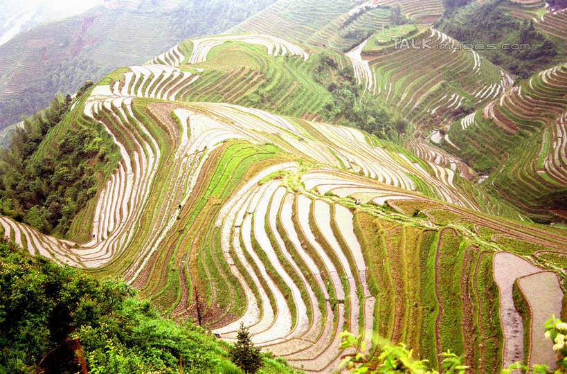 无人,农田,横图,俯视,室外,白天,旅游,度假,庄稼,梯田,农作物,石头,美景,山,山脉,植物,中国,亚洲,阴影,曲折,弯曲,光线,石子,影子,景观,山顶,山峰,山峦,娱乐,树,树木,绿色,阳光,自然,群山,享受,休闲,景色,放松,蜿蜒,生长,成长,广西,自然风光,东亚,龙胜,龙脊梯田,广西壮族自治区,中华人民共和国,桂,华南地区,颠峰,极峰,龙胜各族自治县,龙胜梯田,石块,彩图,高角度拍摄,耕地,庄稼田,shzwj1