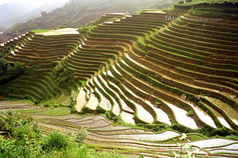 无人,农田,横图,俯视,室外,白天,旅游,度假,庄稼,梯田,农作物,石头,美景,山,山脉,植物,中国,亚洲,阴影,曲折,弯曲,光线,石子,影子,景观,山顶,山峰,山峦,娱乐,树,树木,绿色,阳光,自然,群山,享受,休闲,景色,放松,蜿蜒,生长,成长,广西,自然风光,东亚,龙胜,龙脊梯田,广西壮族自治区,中华人民共和国,桂,华南地区,颠峰,极峰,龙胜各族自治县,龙胜梯田,石块,彩图,高角度拍摄,耕地,庄稼田,shzwj1