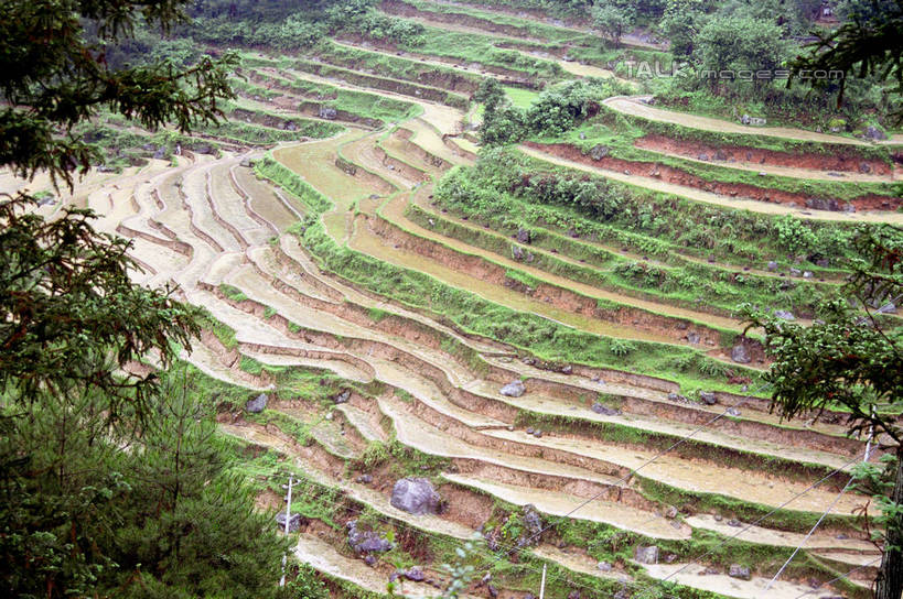 无人,农田,横图,俯视,室外,白天,旅游,度假,庄稼,梯田,农作物,石头,美景,山,山脉,植物,中国,亚洲,阴影,曲折,弯曲,光线,石子,影子,景观,山顶,山峰,山峦,娱乐,树,树木,绿色,阳光,自然,群山,享受,休闲,景色,放松,蜿蜒,生长,成长,广西,自然风光,东亚,龙胜,龙脊梯田,广西壮族自治区,中华人民共和国,桂,华南地区,颠峰,极峰,龙胜各族自治县,龙胜梯田,石块,彩图,高角度拍摄,耕地,庄稼田,shzwj1