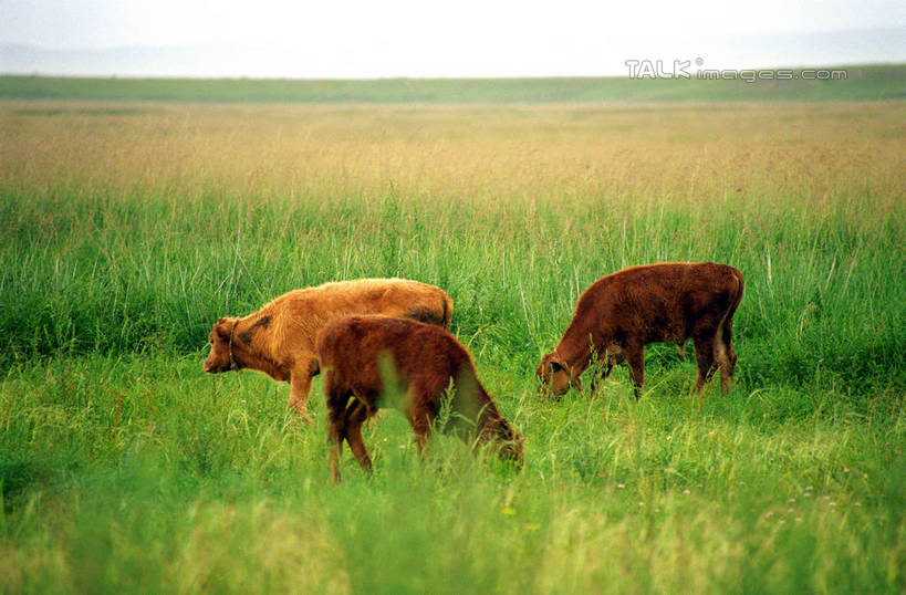 无人,站,吃,横图,室外,白天,侧面,旅游,度假,草地,草原,美景,植物,牛,中国,亚洲,三只,阴影,光线,影子,地平线,景观,旷野,辽阔,地面,注视,娱乐,草,蓝色,绿色,蓝天,天空,阳光,自然,动物,天,低头,观察,看,站着,享受,休闲,广阔,家畜,景色,放松,蒙,牲畜,晴朗,观看,一望无际,察看,关注,自然风光,原野,延伸,东亚,内蒙古,锡林郭勒草原,万里无云,中华人民共和国,天地相交,华北地区,垂头,锡盟,锡林郭勒盟,内蒙古自治区,无边无际,一马平川,晴空,晴空万里,嚼,食,站立,彩图,全身,shzwj1