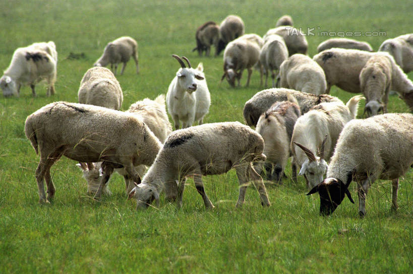 无人,站,横图,室外,白天,正面,旅游,度假,草地,草原,美景,植物,羊,中国,亚洲,许多,阴影,光线,影子,景观,旷野,很多,注视,娱乐,草,绿色,阳光,自然,动物,低头,观察,看,站着,享受,休闲,家畜,景色,放松,蒙,牲畜,观看,察看,关注,自然风光,原野,东亚,内蒙古,锡林郭勒草原,中华人民共和国,华北地区,垂头,锡盟,锡林郭勒盟,内蒙古自治区,绵羊,站立,半身,彩图,shzwj1