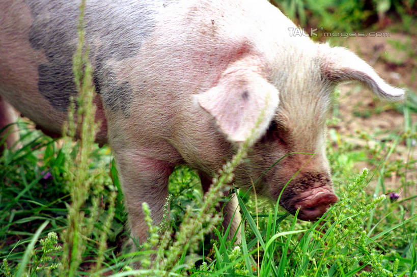 无人,站,横图,室外,特写,白天,侧面,草地,草原,美景,植物,猪,景观,旷野,注视,草,一只,绿色,自然,动物,观察,看,站着,家畜,景色,牲畜,观看,察看,关注,自然风光,原野,站立,半身,彩图,shzwj1