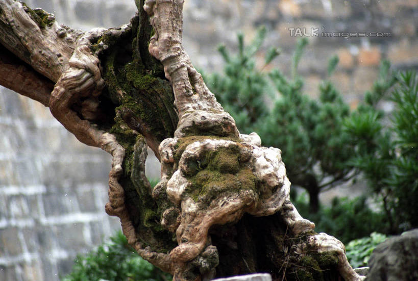 无人,横图,室外,特写,白天,正面,建材,美景,植物,建筑,朦胧,模糊,材料,盆栽,砖,砖块,墙,景观,盆景,墙壁,墙面,树,树木,绿色,自然,砖头,景色,建造,生长,成长,自然风光,盆景树,盆栽树,石料,彩图,砌墙砖,shzwj1