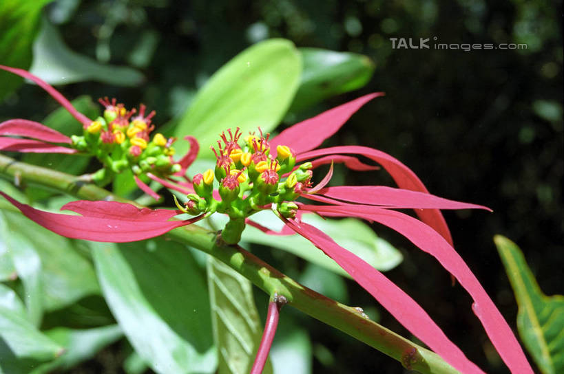无人,横图,室外,特写,白天,正面,花海,花圃,美景,植物,叶子,朦胧,模糊,盛开,景观,花蕾,花,花瓣,花朵,花卉,鲜花,绿色,自然,花丛,花束,花田,花苞,花蕊,景色,自然风光,彩图,shzwj1